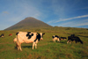 Azores / Aores - Pico - Ponta do Pico - Pico mountain: cows / vacas - photo by A.Dnieprowsky