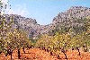 Majorca / Mallorca / Maiorca: Bunyola - orchard under the Sierra de Alfabia - Tramuntana mountains / Sierra de Tramuntana (photographer: Miguel Torres)
