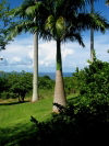 Caribbean - East Coast Landscape - palms - photo by P.Baldwin