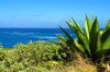 Barbados - Accra Beach - Bathsheba - St. Joseph parish: view from Ragged Point - aloe vera - photo by P.Baldwin