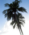 Barbados: two palms - photo by P.Baldwin