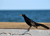 Belize City, Belize: black bird near Fort George lighthouse - photo by M.Torres