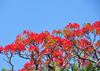 Belize City, Belize: Flamboyant tree at St. John's Cathedral - Royal Poinciana - Delonix regia - red Gulmohar flowers - photo by M.Torres