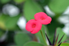 Belize - San Ignacio: twin red flowers - photo by C.Palacio