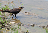 San Ignacio, Cayo, Belize: bird looking for food in the Macal River - photo by M.Torres