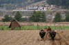 Bhutan - Bumthang valley - agriculture - working in the fields, outside Kurjey Lhakhang - photo by A.Ferrari
