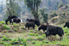 Bhutan - Yaks grazing, near Dochu La pass - photo by A.Ferrari