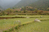 Bhutan - fields, on the way to Khansum Yuelley Namgyal Chorten - photo by A.Ferrari