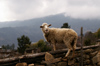 Bhutan - Shingkhar, Zhemgang District - Sheep - photo by A.Ferrari