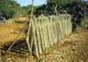 Bonaire/ BON: cactus used as fencing - photo by G.Frysinger