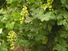 Bosnia-Herzegovina - Medugorje: vineyards - grapes for white wine (photo by J.Kaman)
