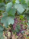 Bosnia-Herzegovina - Medugorje: vineyards - black grapes - grapes for red wine - grapevine (photo by J.Kaman)