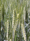 Bosnia-Herzegovina - wheat spikes (photo by J.Kaman)