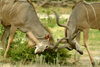 Okavango delta, North-West District, Botswana: Greater Kudus clash their spiral horns - antelope playing -Tragelaphus strepsiceros - Bulls preparing to spar - photo by J.Banks