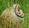 Chobe National Park, North-West District, Botswana: awaking lion - mouth wide open - photo by J.Banks