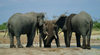Chobe National Park, North-West District, Botswana: elephants drinking and playing - Loxodonta africana - photo by J.Banks