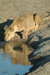 Chobe National Park, North-West District, Botswana: lioness drinking at pump pan - water hole - photo by J.Banks
