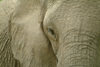Chobe National Park, North-West District, Botswana: elephant - eye to eye - the park is home to 50,000 elephants - photo by J.Banks
