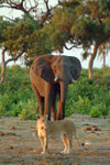 Chobe National Park, North-West District, Botswana: friends - elephant and lioness - photo by J.Banks