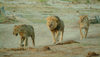 Chobe National Park, North-West District, Botswana: lions guarding their territory - photo by J.Banks