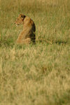 Chobe National Park, North-West District, Botswana: lioness keeping watch over the grassland - photo by J.Banks
