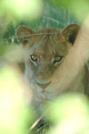 Chobe National Park, North-West District, Botswana: lioness in the bushes - photo by J.Banks