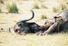 Chobe National Park, North-West District, Botswana: death - remains of a Cape Buffalo - bovid carcass - Syncerus caffer - photo by C.Engelbrecht