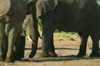 Chobe National Park, North-West District, Botswana: protecting the herd - Kalahari elephants - photo by J.Banks