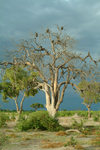Chobe National Park, North-West District, Botswana: vultures waiting - scavenging birds on a tree - photo by J.Banks