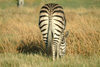 Okavango delta, North-West District, Botswana: zebra grazing - rear end - photo by J.Banks