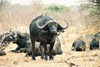 Chobe National Park, North-West District, Botswana: Chobe National Park: Cape buffalo with birds - Syncerus caffer - known as one of the 'big five' - photo by C.Engelbrecht