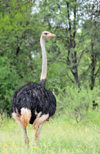 Gaborone Game Reserve, South-East District, Botswana: male Ostrich - Struthio camelus - flightless bird - photo by M.Torres