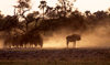 Okavango delta, North-West District, Botswana: common wildebeests kick up dust - Connochaetes Taurinus - Brindled Gnu - photo by C.Lovell