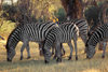 Okavango delta, North-West District, Botswana: a herd of Burchell's Zebra - dazzle - photo by C.Lovell