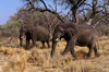 Okavango delta, North-West District, Botswana: two elephants move through a woodland - Loxodonta Africana - Moremi Game Reserve - photo by C.Lovell