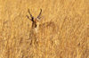 Okavango delta, North-West District, Botswana: a Southern Reedbuck blends perfectly with the tall grass it lives in- Redunca Arundinum - males with his ridged horns - photo by C.Lovell