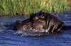 Okavango delta, North-West District, Botswana: Hippos are very territorial and spend most of the day in the water - Hippopatamus Amphibius - Moremi Game Reserve - photo by C.Lovell