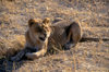 Okavango delta, North-West District, Botswana: resting young lion growls in the warm afternoon sun - Panthera Leo - Moremi Game Reserve - photo by C.Lovell