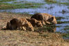Okavango delta, North-West District, Botswana: young lions drink in the warm afternoon sun - Panthera Leo - Moremi Game Reserve - photo by C.Lovell