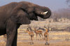 Chobe National Park, North-West District, Botswana: Elephant and Impalas at a water hole in the Savuti Marsh, almost dry since the 60's, its water supply cut by tectonic movements - photo by C.Lovell