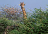 Chobe National Park, North-West District, Botswana: the Southern Giraffe has lighter spots than its northern relative - Giraffa Camelopardalis - Savuti Marsh - photo by C.Lovell