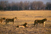 Chobe National Park, North-West District, Botswana: pack of lionesses rest in the savannah - photo by C.Lovell