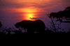 Chobe National Park, North-West District, Botswana: sunset - silhouette of an elephant drinking at a watering hole in the Savuti Marsh- photo by C.Lovell