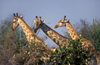 Chobe National Park, North-West District, Botswana: group of Southern Giraffes, necks above the trees - Giraffa Camelopardalis - Savuti Marsh - photo by C.Lovell