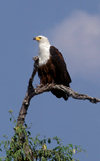 Chobe National Park, North-West District, Botswana: African Fish Eagle perched in a tree, surveying the horizon - Haliaeetus vocifer - photo by C.Lovell