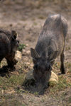 Chobe National Park, North-West District, Botswana: industrious Warthogs root around in the dirt for something to eat - Phacochoerus Aethiopicus - photo by C.Lovell