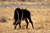 Okavango delta, North-West District, Botswana: a Sable Antelope, one of the rarer and most beautiful antelope species in Africa - Hippotragus Niger - photo by C.Lovell