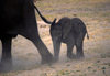 Chobe National Park, North-West District, Botswana: mother and baby elephants maintain their relationship for life- calf and cow - Loxodaonta Africana - Savuti Marsh - photo by C.Lovell