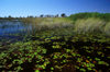 Okavango delta, North-West District, Botswana: water lilies thrive in the waters of the Khwai River out of Xakanaxa - Moremi Game Reserve - photo by C.Lovell