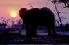 Chobe National Park, North-West District, Botswana: the sun sets behind a bull elephant drinking at a watering hole in the Savuti Marsh - photo by C.Lovell